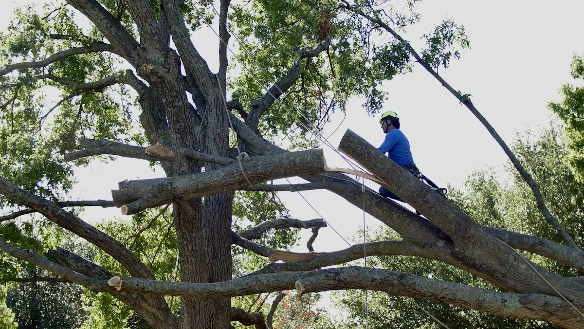 Professional Hazardous Tree Removal performed by certified arborists in Oshtemo