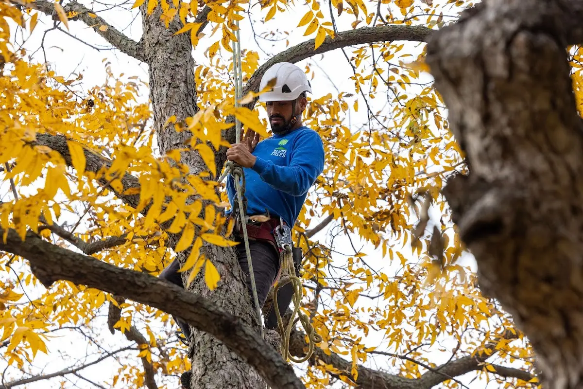 Skilled Tree Planting crew working in Oshtemo
